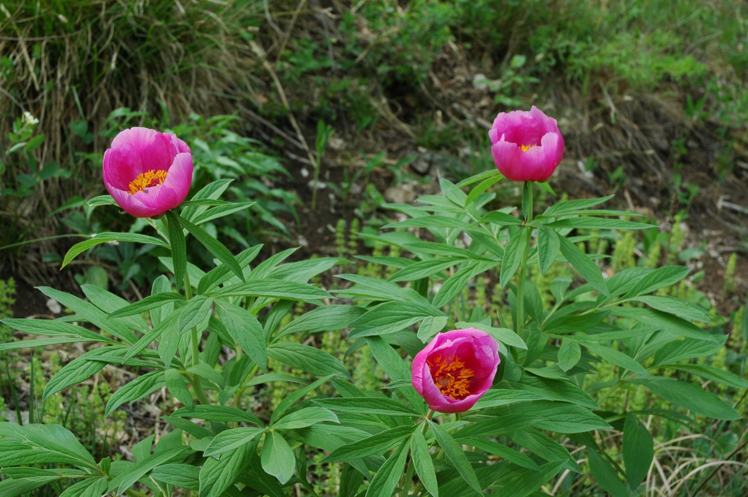 Paeonia officinalis subsp. officinalis / Peonia selvatica